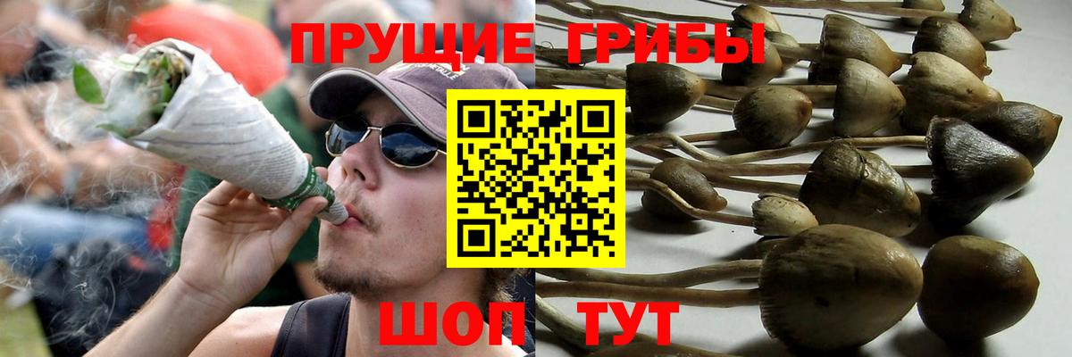 Псилоцибиновые грибы Psilocybine cubensis Камень-на-Оби